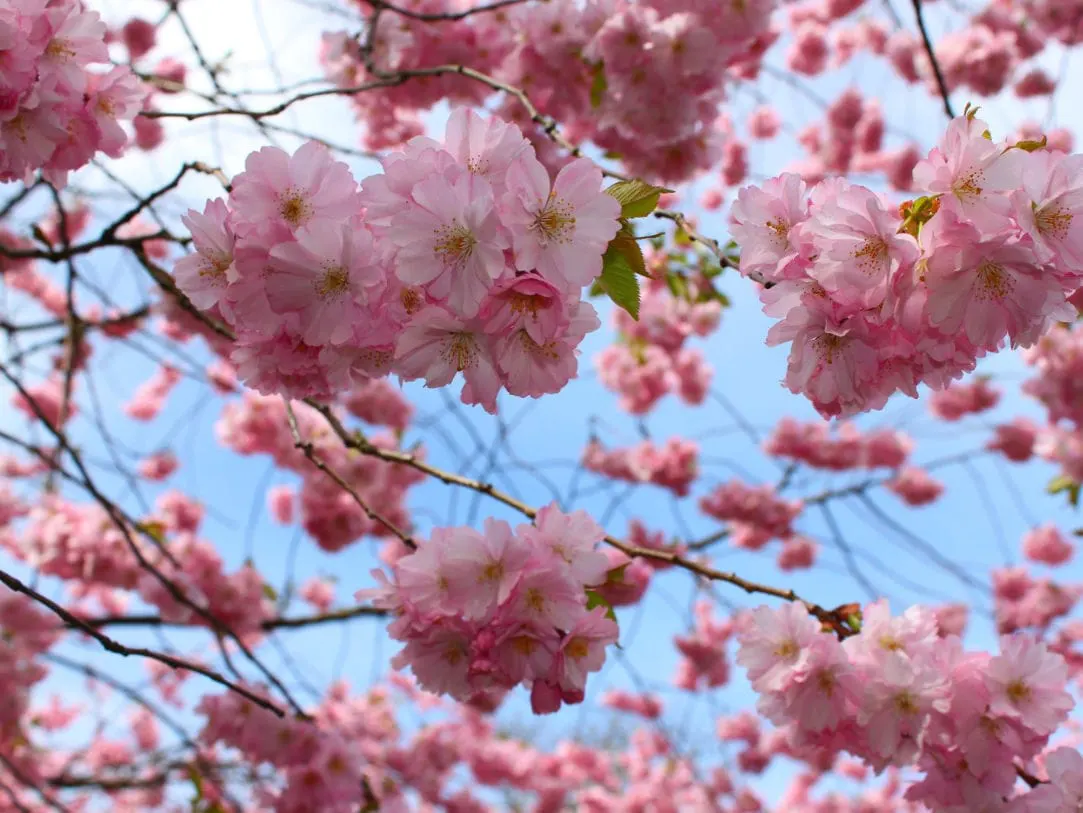 Fertilizzante per fiori