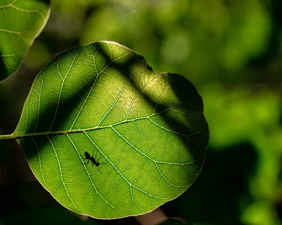 Anidride carbonica CO2